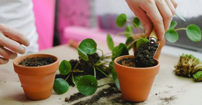 Repotting Plants - Person Repotting House Plants