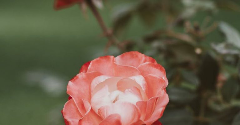 Mulching Garden - Pink Rose in Bloom