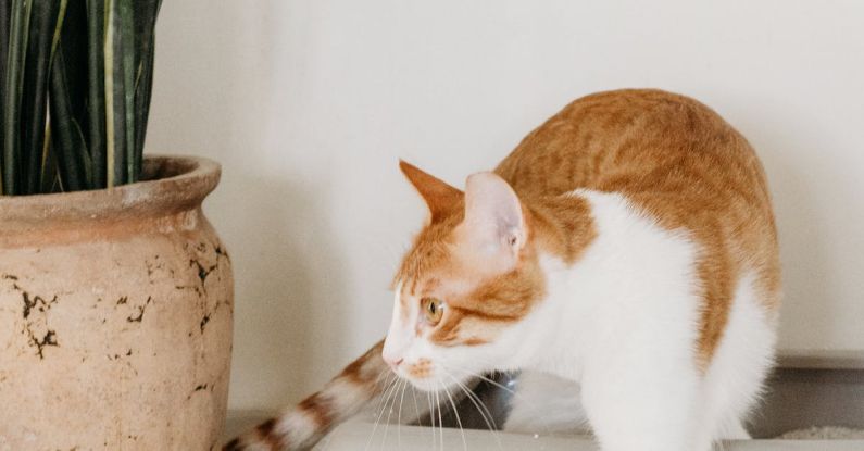 Pet-friendly Home - Orange and White Cat on White Ceramic Pot