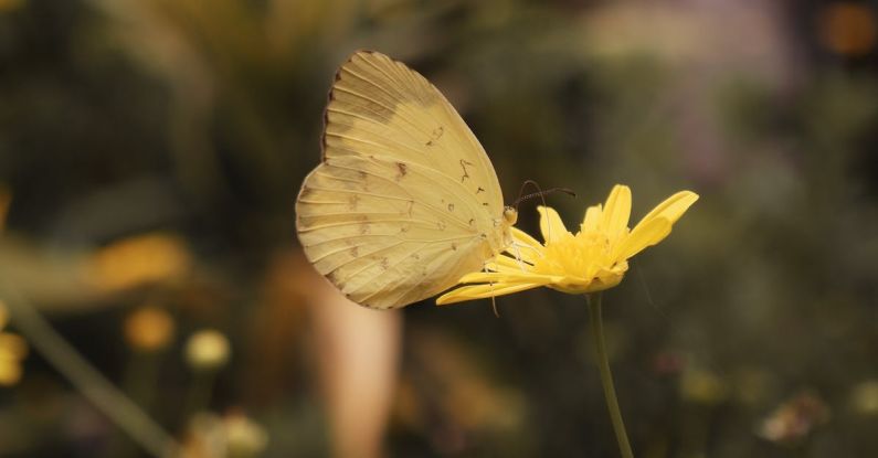 Butterfly Garden - Yellow Butterfly Perched on Yellow Flower in Close Up Photography