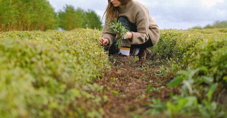 Low Maintenance Garden - Ground level perspective view of female gardener picking sprouts of green plant while working on agricultural field in countryside during harvest season