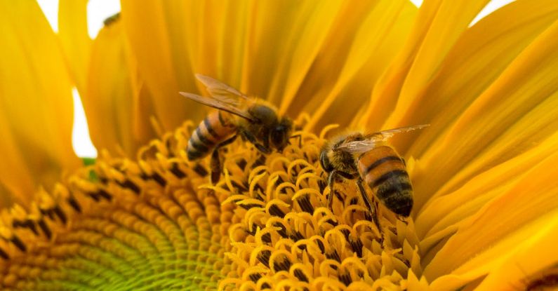 Garden Pollinators - Macro Photo of Bumblebees on Yellow Sunflower