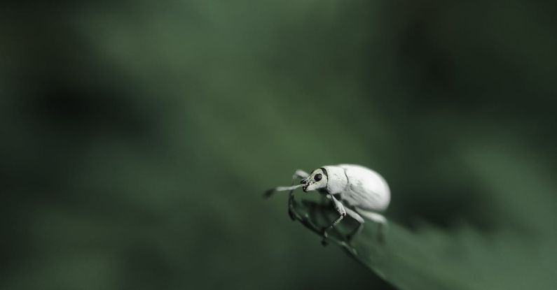 Natural Pest Control - White and Black Bug on Green Leaf