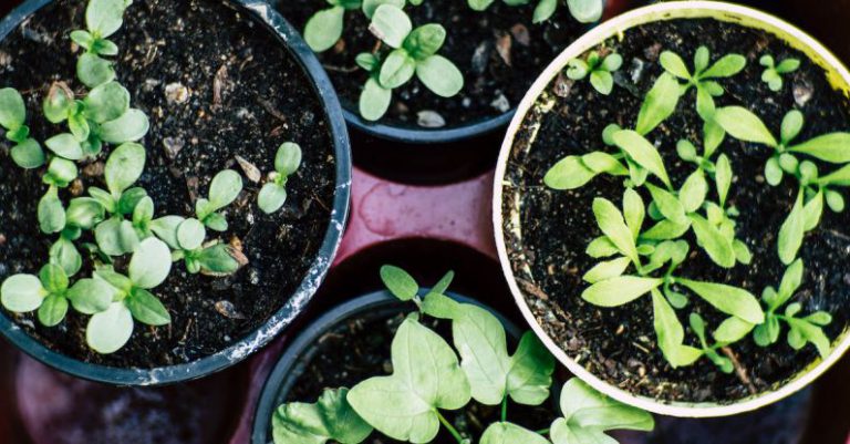 Vegetable Garden - Green Plant on Brown Plastic Pot