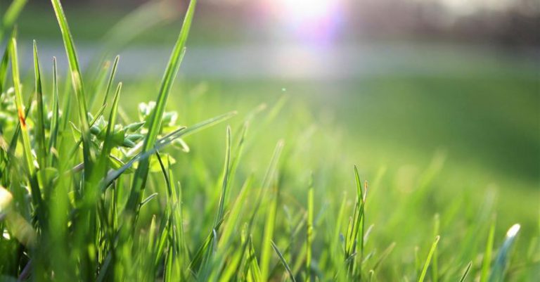 Lawn Care - Macro Shot of Grass Field