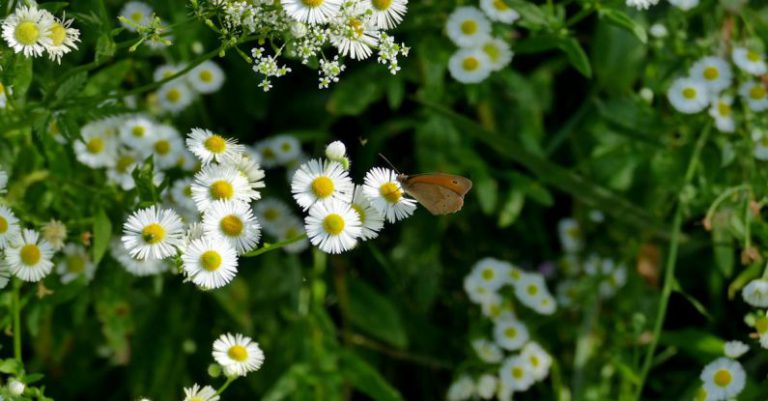 Pollinator Garden - Blooming Flowers in Close Up Shot