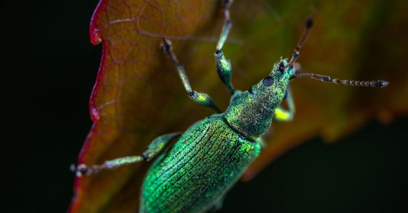 Garden Pests - Green Metallic Weevil on Green Lead Macro Photography