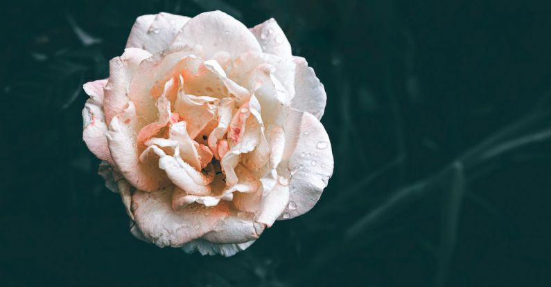 Rain Garden - Pink rose after the rain