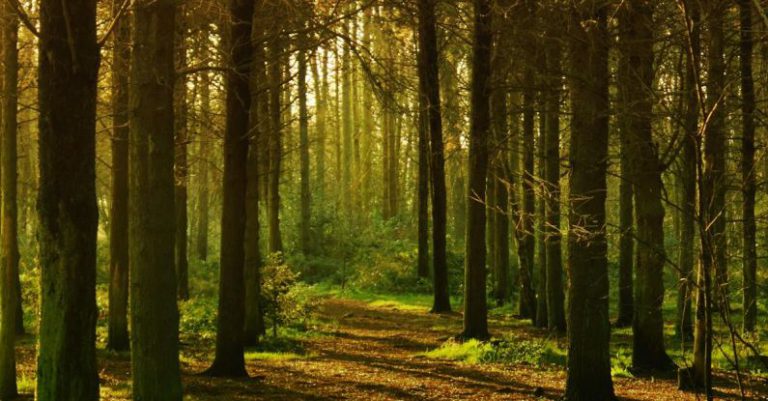 Shade Trees - Empty Forest