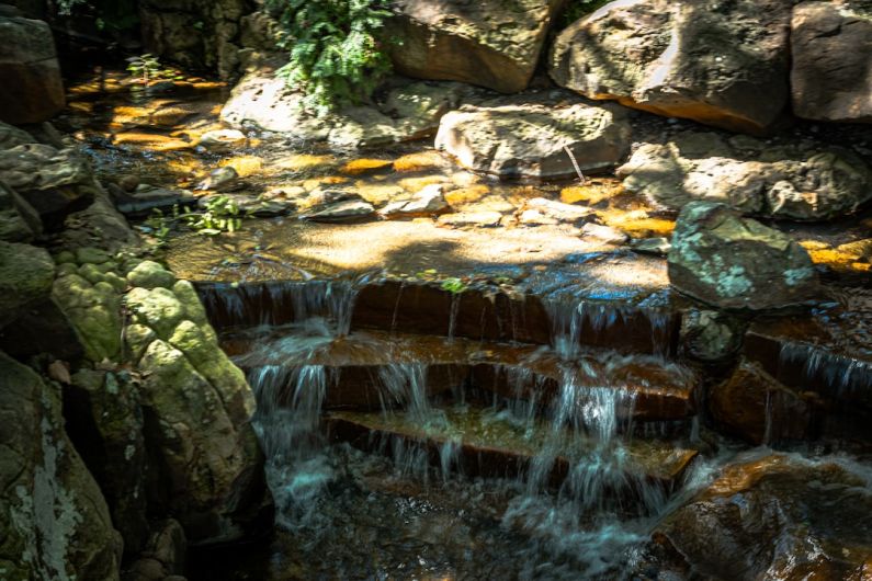 Shady Garden - a stream of water running through a lush green forest